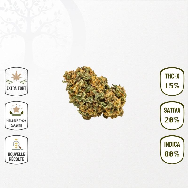 Biscotti 15 % THC-X