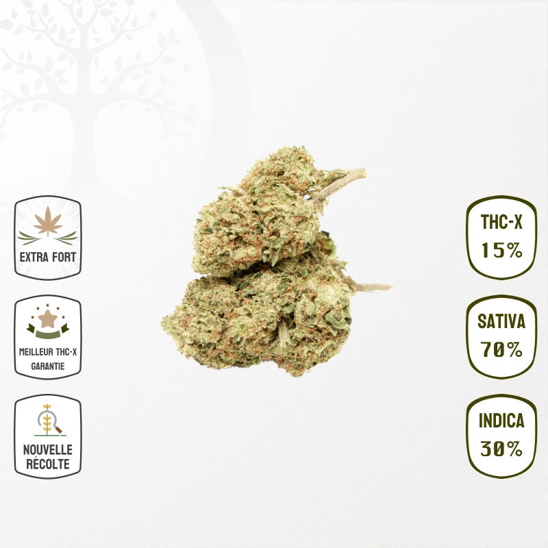 Mimosa 15 % THC-X