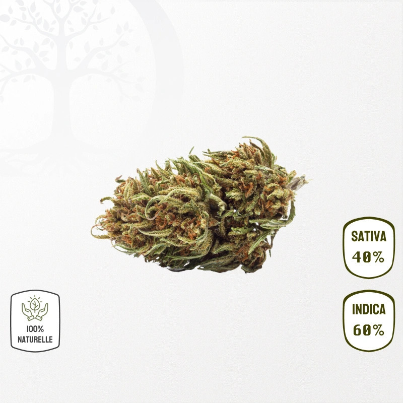 Amnesia Kush CBD