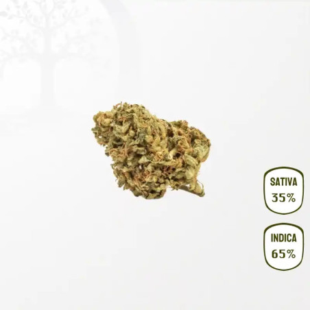 Honey Cream CBD