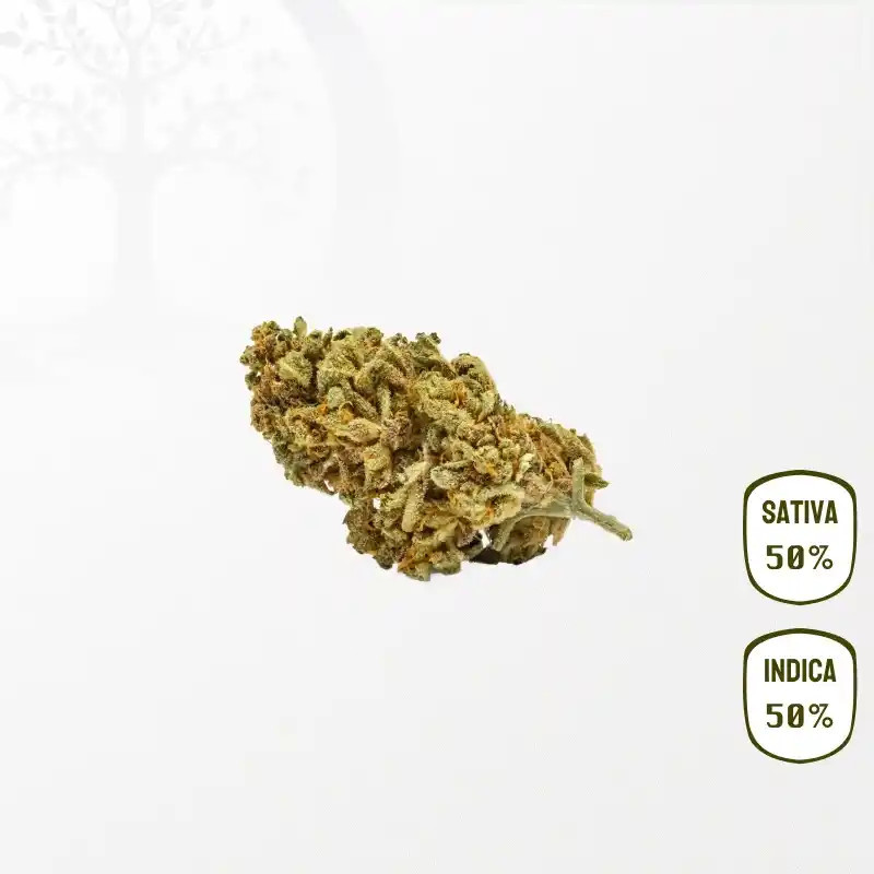 Tutti Frutti CBD