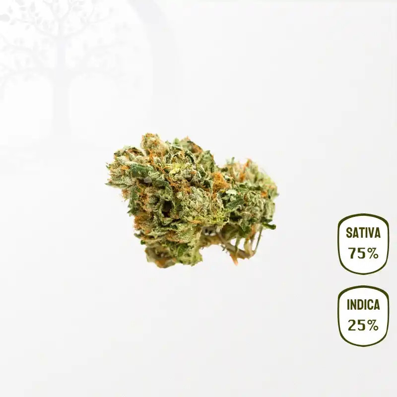 Limoncello CBD