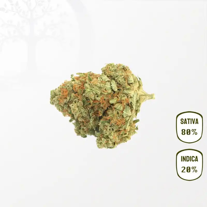 Blue Dream CBD