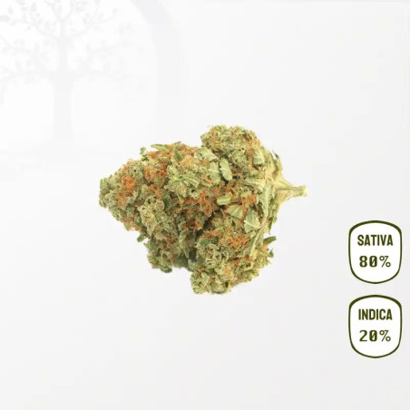 Blue Dream CBD