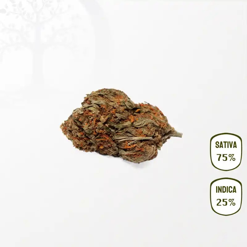 Watermelon CBD