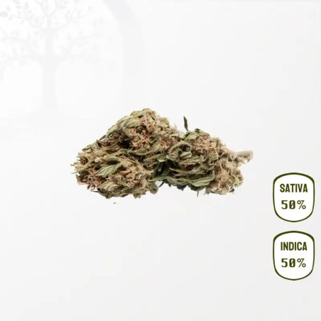Fleurs CBG