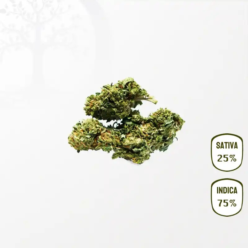 Og Kush CBD