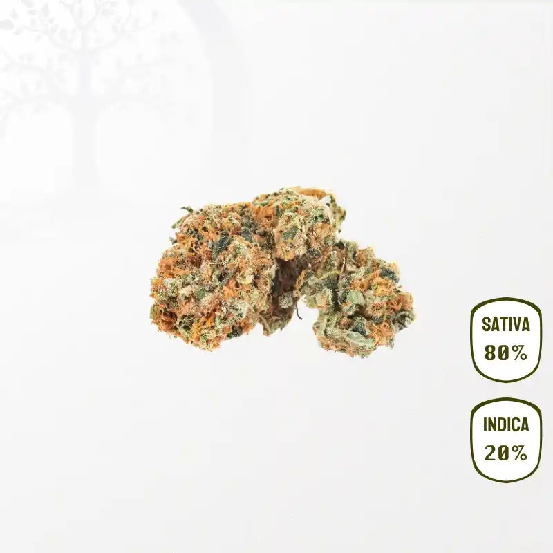 Orange Bud CBD