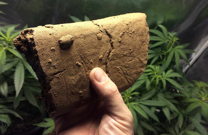Tout savoir sur le Hash et Résine CBD