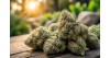 Northern Light CBD : tout savoir sur cette variété légendaire