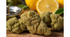 Pourquoi choisir la Sour Diesel CBD ?