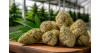 Meilleurs Sour Diesel CBD en 2026