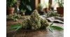 Meilleures Shiva Skunk CBD en 2026