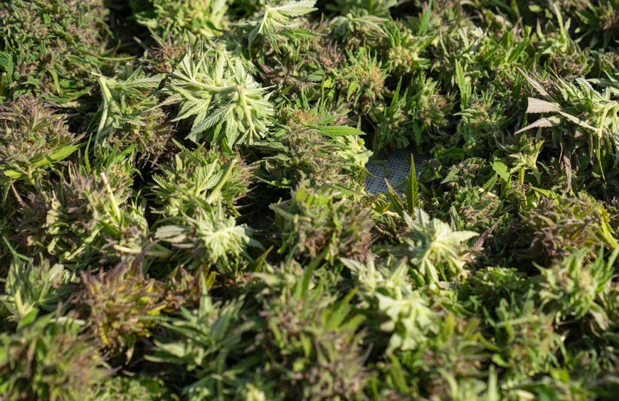 Les différents types de culture des fleurs de CBD