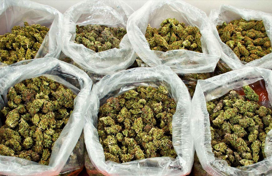 Comment bien choisir son Grossiste ou fournisseur CBD ? 