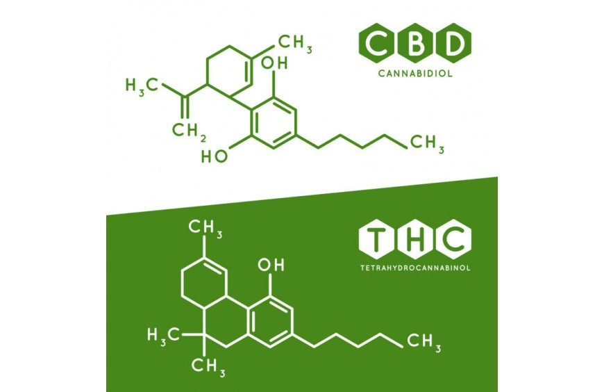 CBD et THC : 2 molécules cousines mais différentes