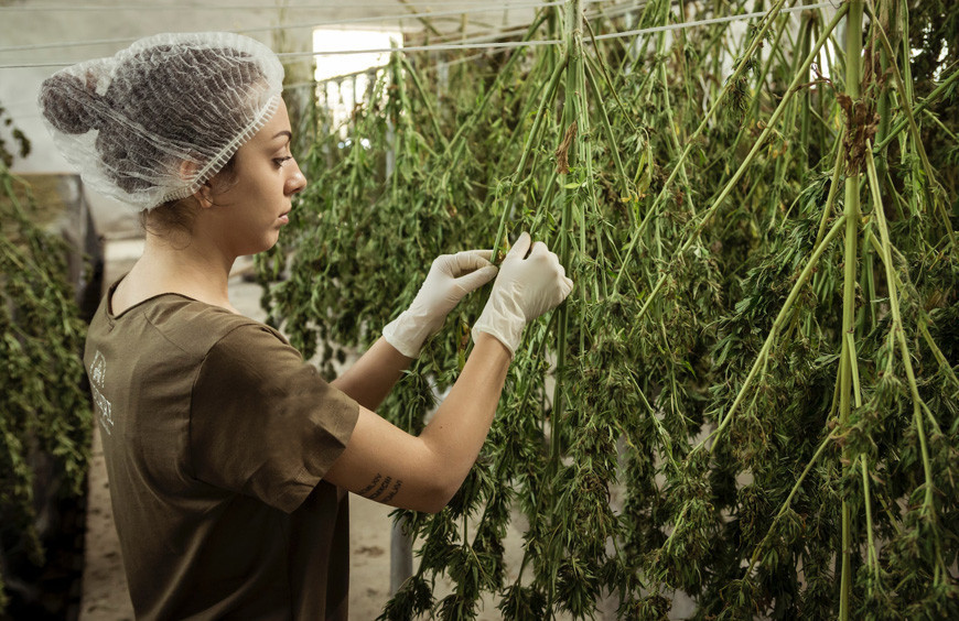 Origine CBD : Quelle est l'origine du CBD présent sur notre catalogue