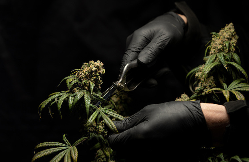 Etude : qui sont véritablement les consommateurs de CBD ?