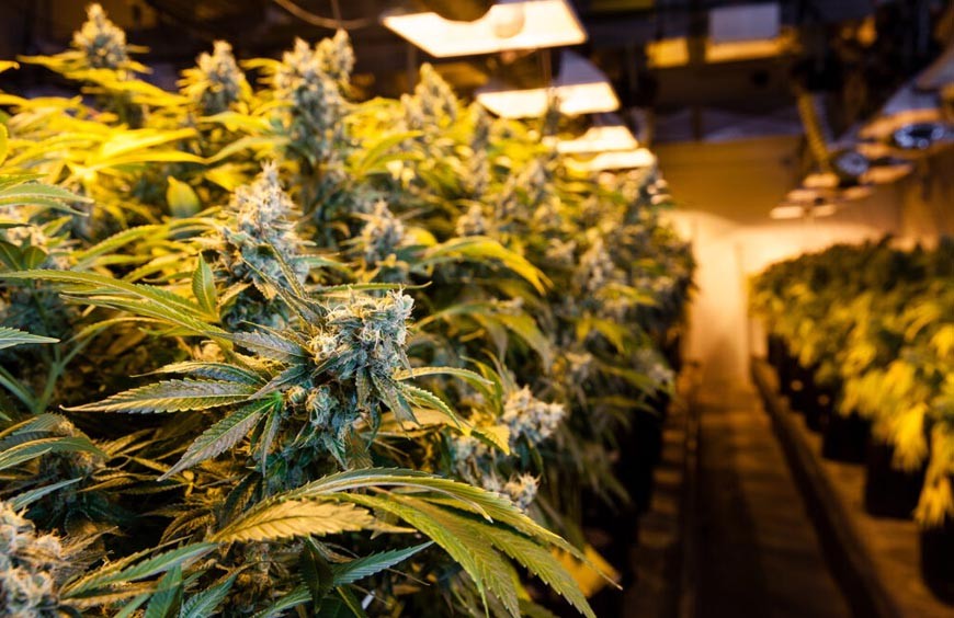 Differences Grossiste Et Franchise CBD