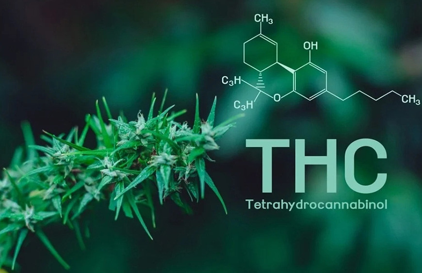 Guide-Complet-Avantages-Effets-Cannabinoïdes-Sans-THC